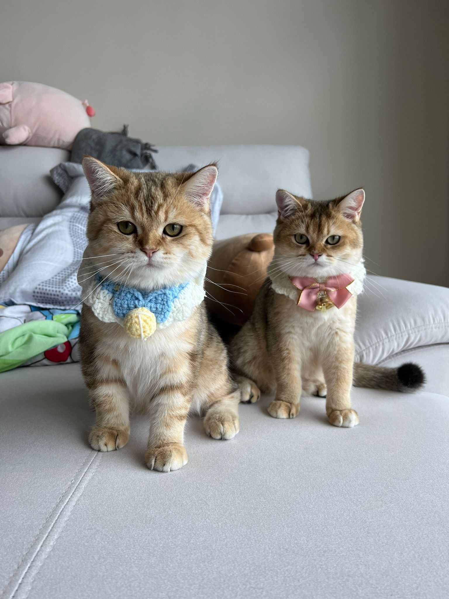 Our cats Seven and August